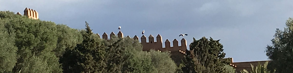 Stork nests